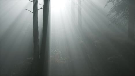 Nadelwald,-Der-Von-Der-Brennenden-Sonne-Auf-Einem-Nebligen-Hintergrund-Beleuchtet-Wird